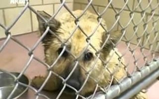 Animal Cops Houston - Junkyard Dog Animal Cops Houston - Junkyard Dog