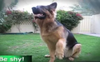 GERMAN SHEPHERD DOES MOST AMAZING DOG TRICKS!! GERMAN SHEPHERD DOES MOST AMAZING DOG TRICKS!!