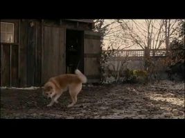 Akita dog-amazing story-YOU WILL CRY Akita dog-amazing story-YOU WILL CRY