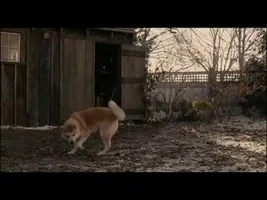 Akita dog-amazing story-YOU WILL CRY Akita dog-amazing story-YOU WILL CRY