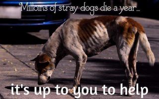 Petition · Save Our Strays (sos) · Change.org Petition · Save Our Strays (sos) · Change.org