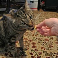 Delicious homemade cat treats Delicious homemade cat treats