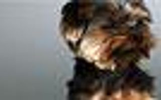 Dog Quiz: Dog Care: Animal Planet Dog Quiz: Dog Care: Animal Planet
