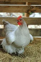 The Chicken Page The Chicken Page