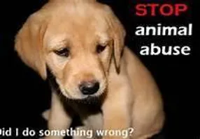 Animal Abuse Needs To STOP!! Animal Abuse Needs To STOP!!