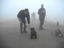 Cutest bear attack ever Cutest bear attack ever