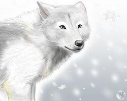 Wolf Rp (1) Wolf Rp (1)