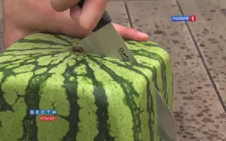 Square watermelons Japan. English version Square watermelons Japan. English version