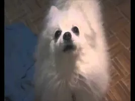 Midnight city dog Midnight city dog