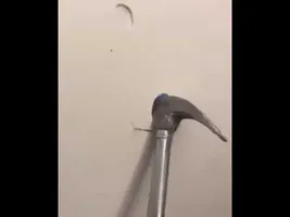 Hammer we'll be right back meme Hammer we'll be right back meme