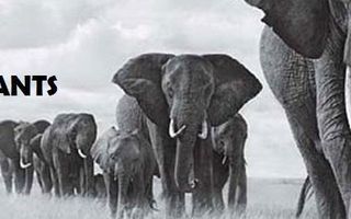 Save the Elephants! Save the Elephants!