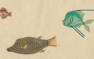 Cosmo Sheldrake - Come Along Cosmo Sheldrake - Come Along