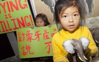 Save The Elephants Save The Elephants