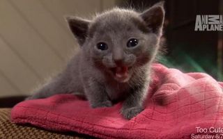 Best Moments : Videos : Animal Planet Best Moments : Videos : Animal Planet