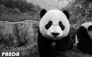 Imagine Dragons - Thunder (Panda Parody) Imagine Dragons - Thunder (Panda Parody)