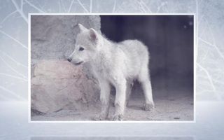 Animoto - The Cry of the Wilderness Animoto - The Cry of the Wilderness