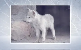 Animoto - The Cry of the Wilderness Animoto - The Cry of the Wilderness