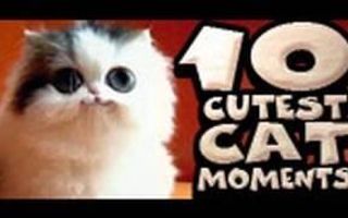 10 Cutest Cat Moments 10 Cutest Cat Moments