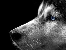 Dogs 101 - Siberian Husky Dogs 101 - Siberian Husky
