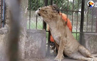 Animals Left To STARVE At Zoo Experience Love for the First Time | The Dodo Animals Left To STARVE At Zoo Experience Love for the First Time | The Dodo