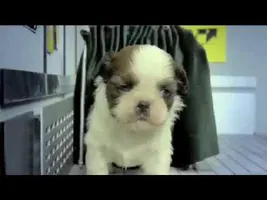 Fuzzy Fuzzy Cute Cute - Parry Gripp Fuzzy Fuzzy Cute Cute - Parry Gripp