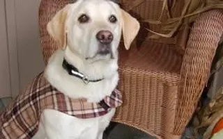 How to Make a Custom Dog Vest (in HD) How to Make a Custom Dog Vest (in HD)