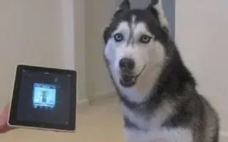 Husky Dog Sings with iPAD - Better than Bieber! (now on iTunes!) Husky Dog Sings with iPAD - Better than Bieber! (now on iTunes!)