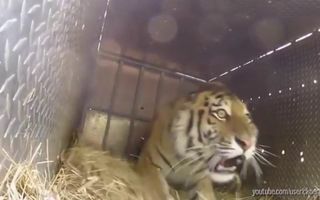 Watch These Animals Being Freed for the Very First Time! Watch These Animals Being Freed for the Very First Time!