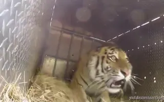 Watch These Animals Being Freed for the Very First Time! Watch These Animals Being Freed for the Very First Time!