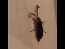 A BITCH A EYELASH BUG (ORIGINAL)? A BITCH A EYELASH BUG (ORIGINAL)?