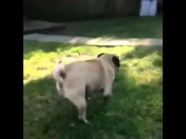 DOG EATS BUTTERFLY !! - VINE #1 DOG EATS BUTTERFLY !! - VINE #1