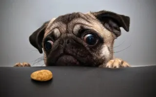 Funny Dog Vines 2015 Funny Dog Vines 2015