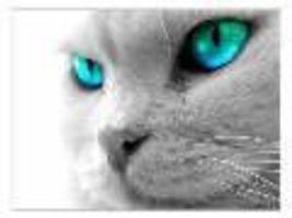Swanfeather's Story (A Warriors Fanfic) Swanfeather's Story (A Warriors Fanfic)
