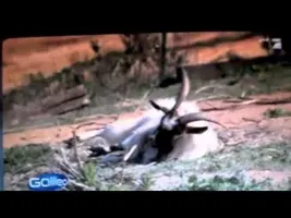 Best of FAINTING GOATS Best of FAINTING GOATS