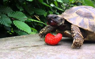 Turtle eats strawberry Turtle eats strawberry