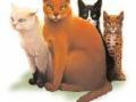 Warrior Cats Page Roleplay Warrior Cats Page Roleplay