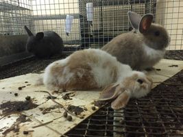 Animals Frozen to Death at Petco and PetSmart Supplier Animals Frozen to Death at Petco and PetSmart Supplier