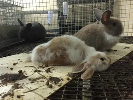 Animals Frozen to Death at Petco and PetSmart Supplier Animals Frozen to Death at Petco and PetSmart Supplier