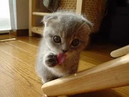 rrnnpp rrnnpp
