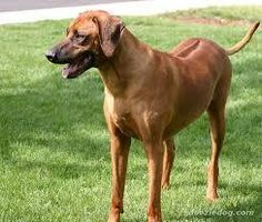 What Dog is Best for You? (1) What Dog is Best for You? (1)