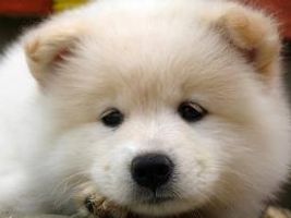 Are you ready for a dog? Are you ready for a dog?
