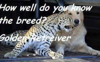 how well do you know the breed? - Golden Retriever how well do you know the breed? - Golden Retriever