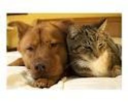 Are you a brave dog or a scaredy cat? Are you a brave dog or a scaredy cat?