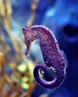 Life in Aquatic Ecosystems Life in Aquatic Ecosystems