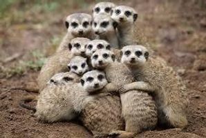 What is your spirit animal? (5) What is your spirit animal? (5)