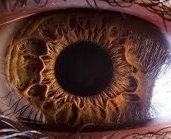What kind of eyes do you have? What kind of eyes do you have?