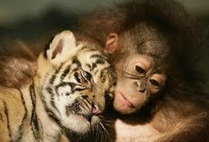 What Kind Of Wild Animal Are You? What Kind Of Wild Animal Are You?