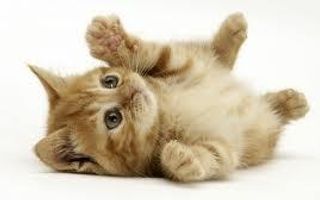 What breed of cat are you? What breed of cat are you?