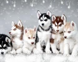 what dog breed is actually right for you? what dog breed is actually right for you?