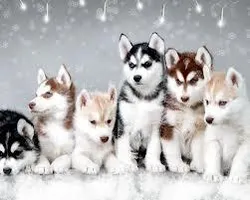 what dog breed is actually right for you? what dog breed is actually right for you?